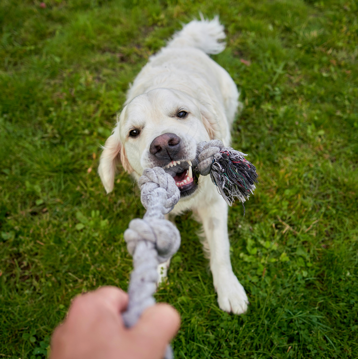 Dog toys