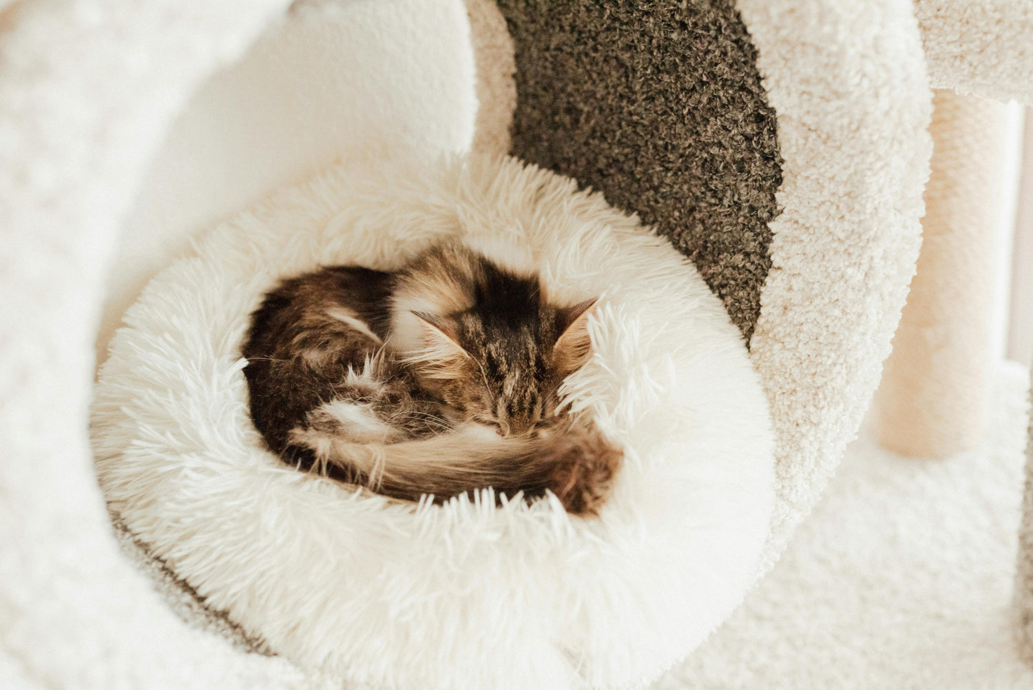 Pet Beds