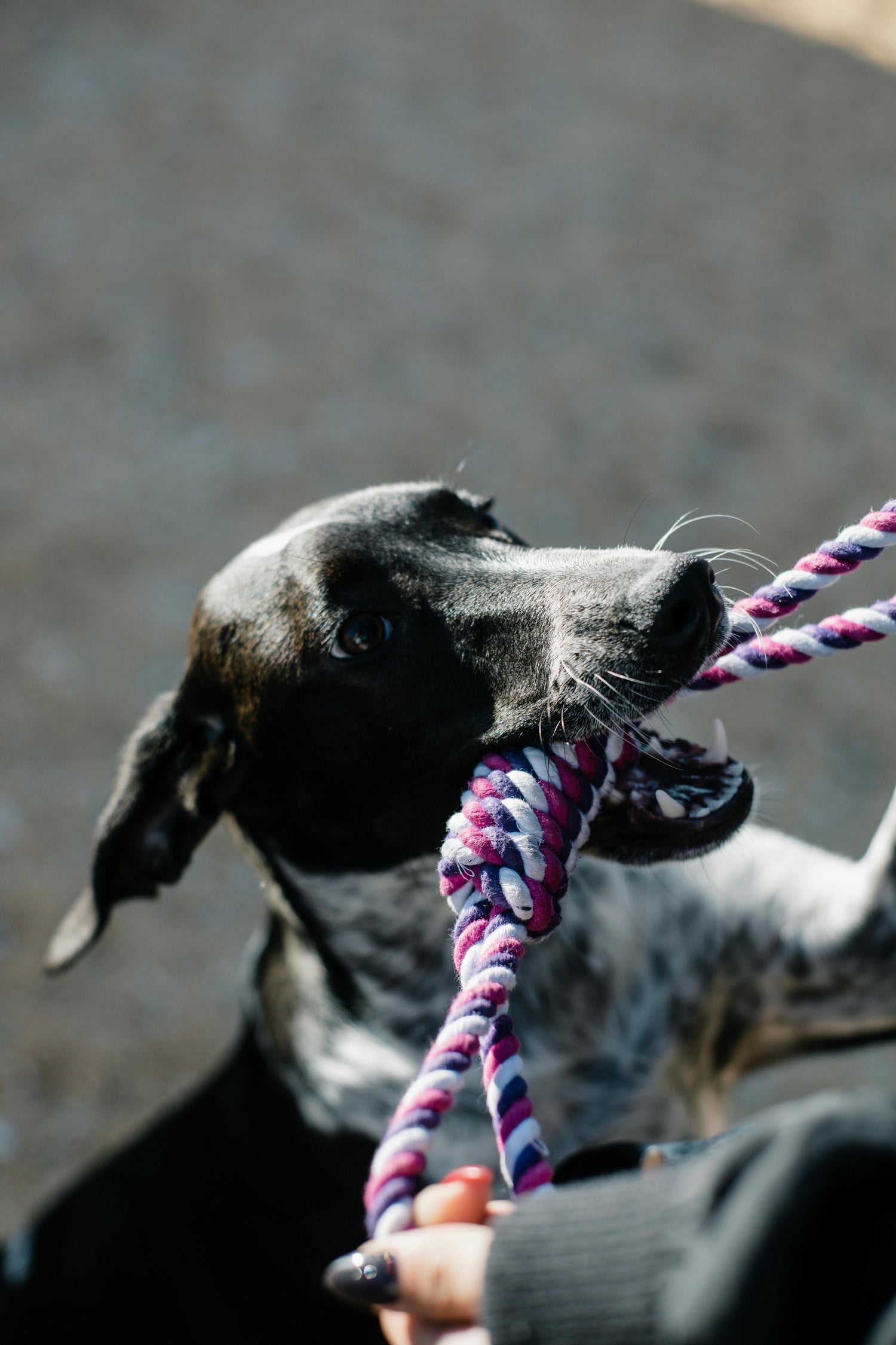 Rope toys