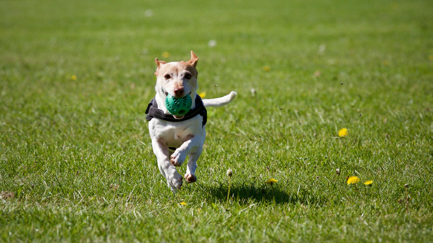 Dog balls main header
